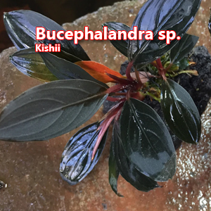 Bucephalandra sp Kishii
